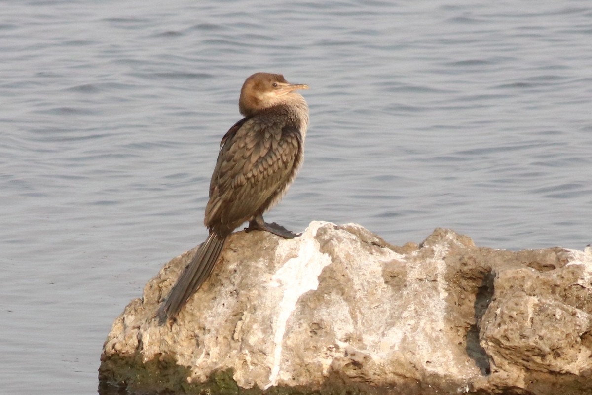 kormorán dlouhoocasý - ML646325505