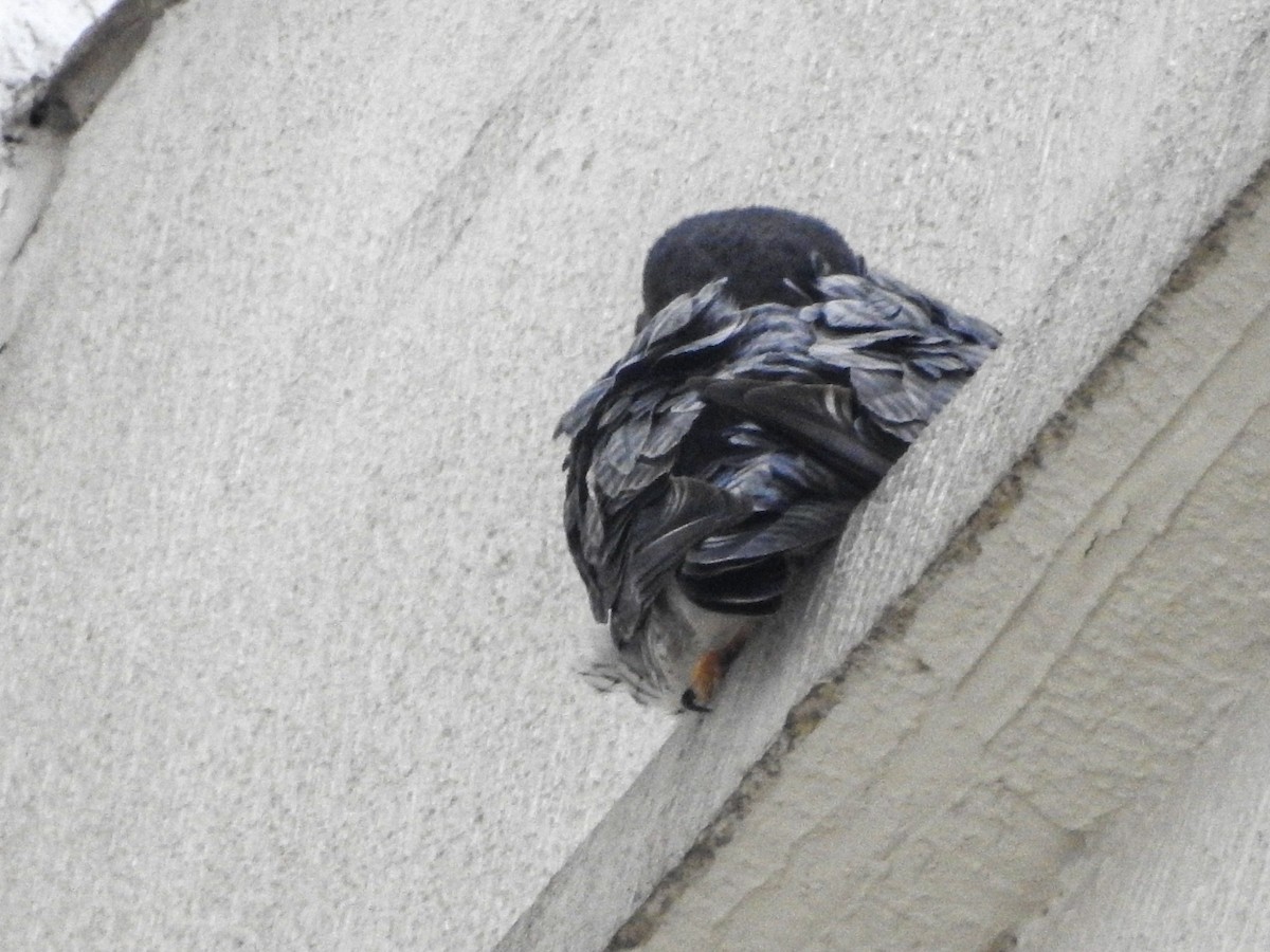 Peregrine Falcon - ML646325506