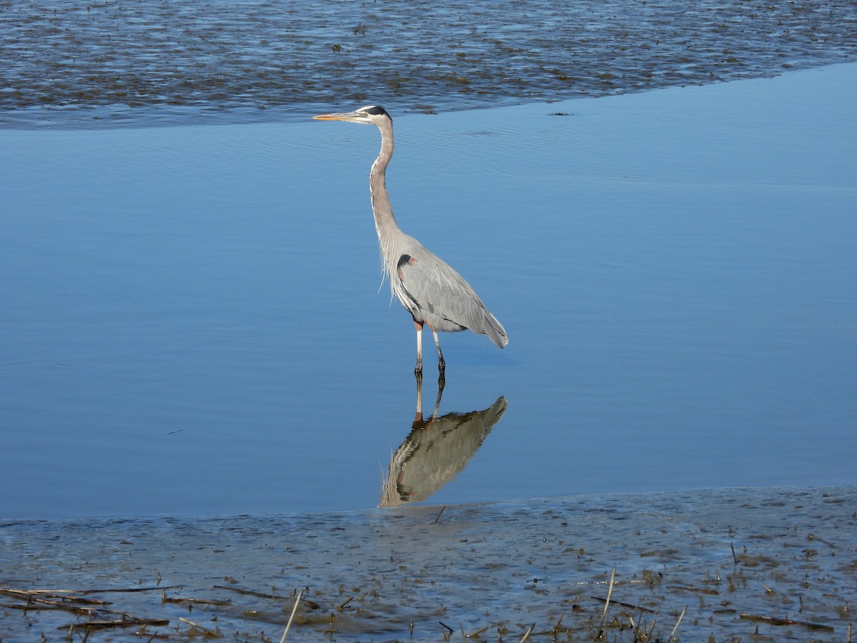 Great Blue Heron - ML646325509