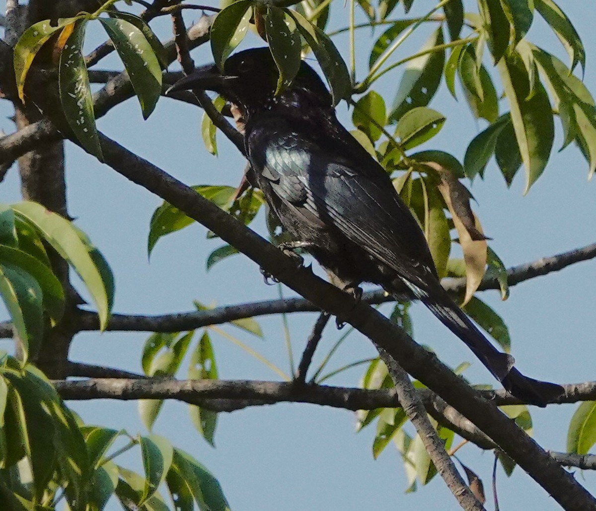 Hair-crested Drongo - ML646325510