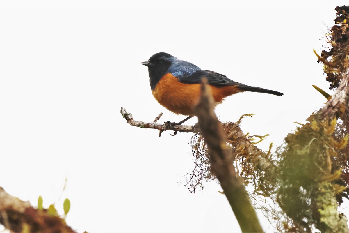 Blue-backed Conebill - ML646325512