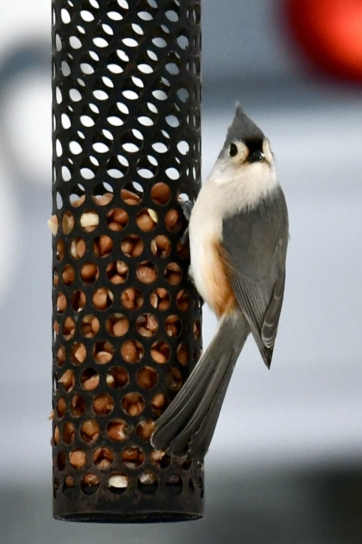 Tufted Titmouse - ML646325513