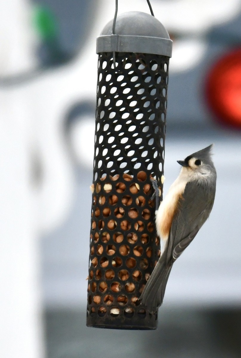 Tufted Titmouse - ML646325514
