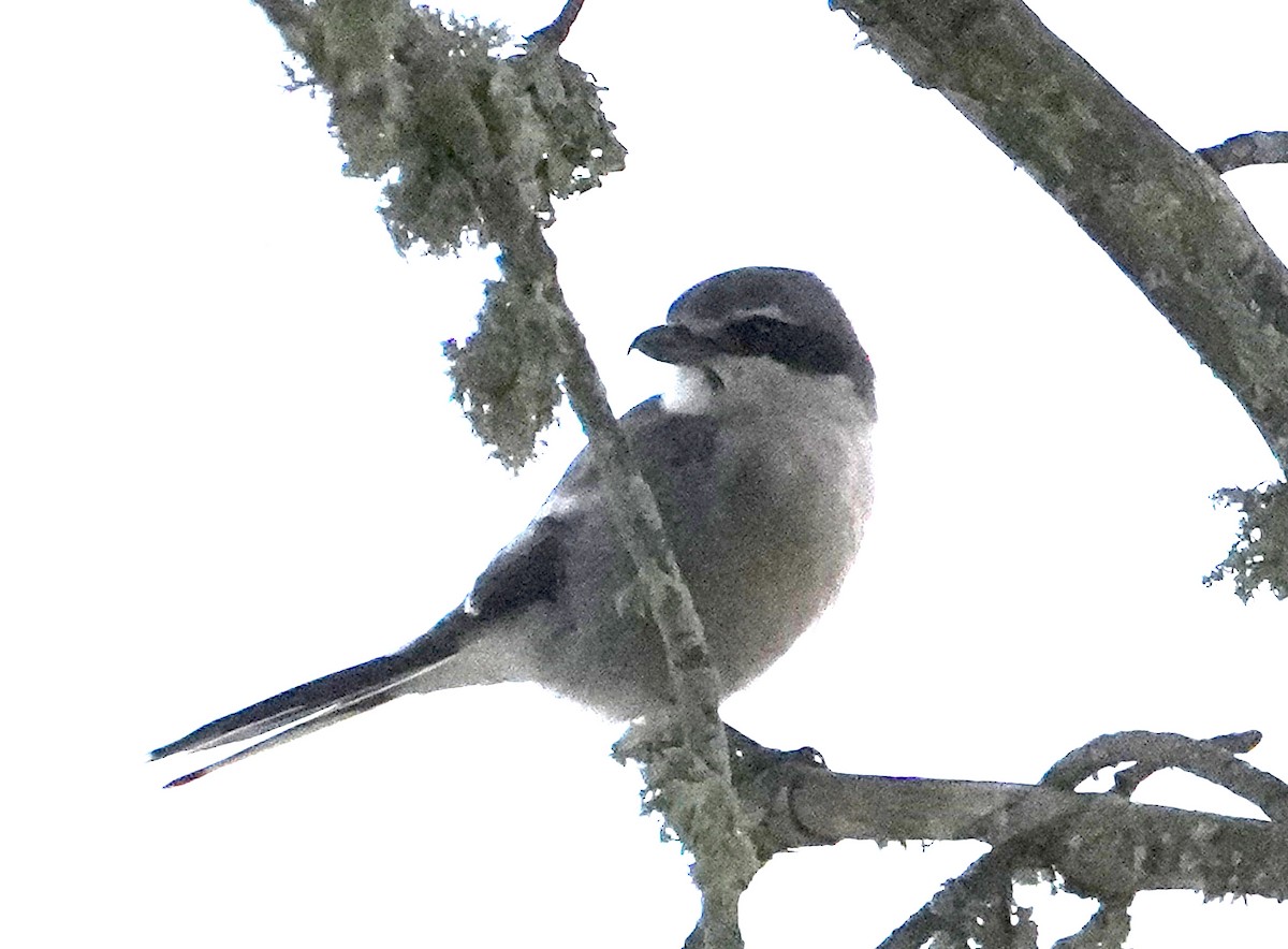 Iberian Gray Shrike - ML646325519