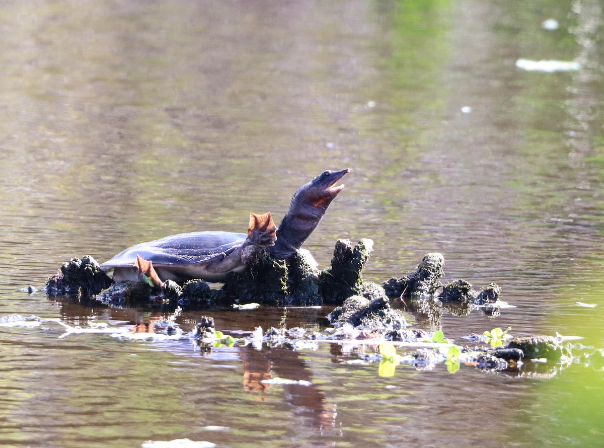 Florida-Weichschildkröte - ML646325521