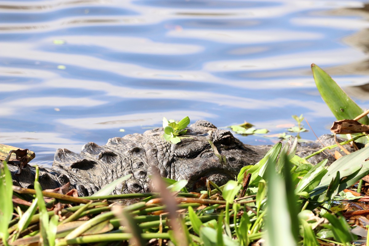 Mississippi-Alligator - ML646325522