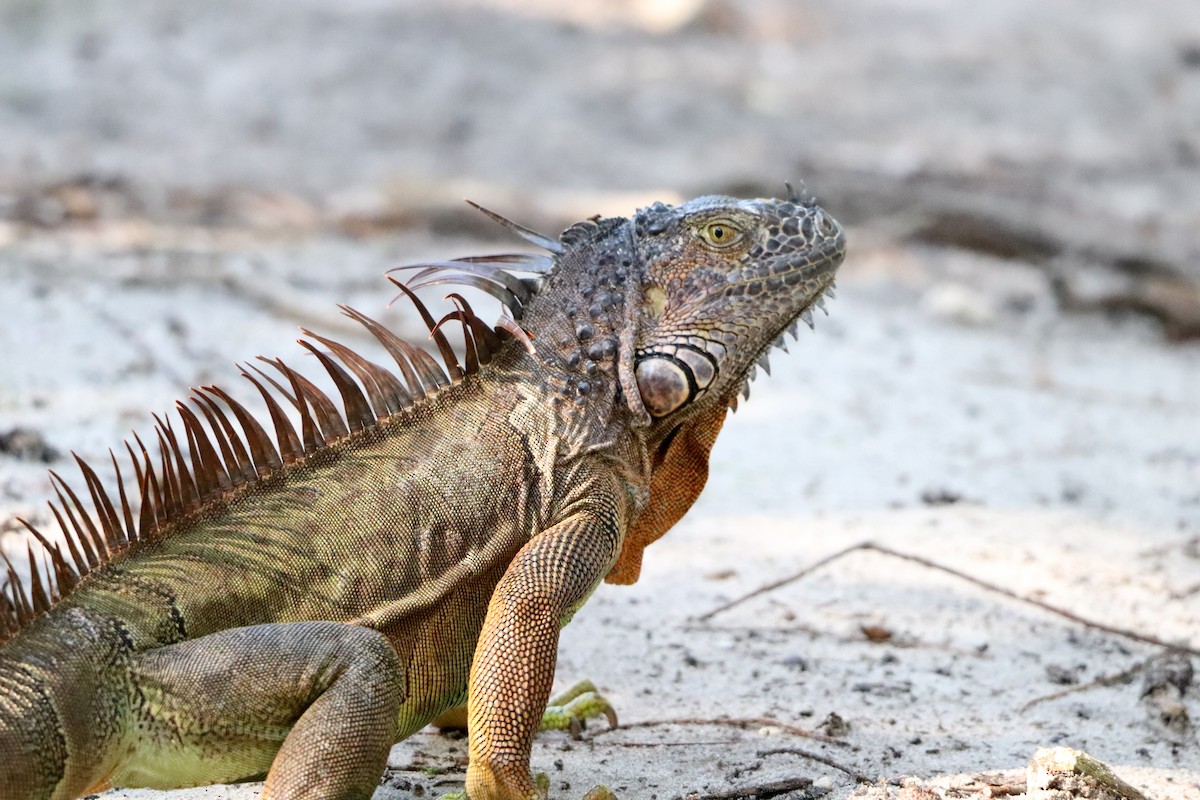 Grüner Leguan - ML646325523