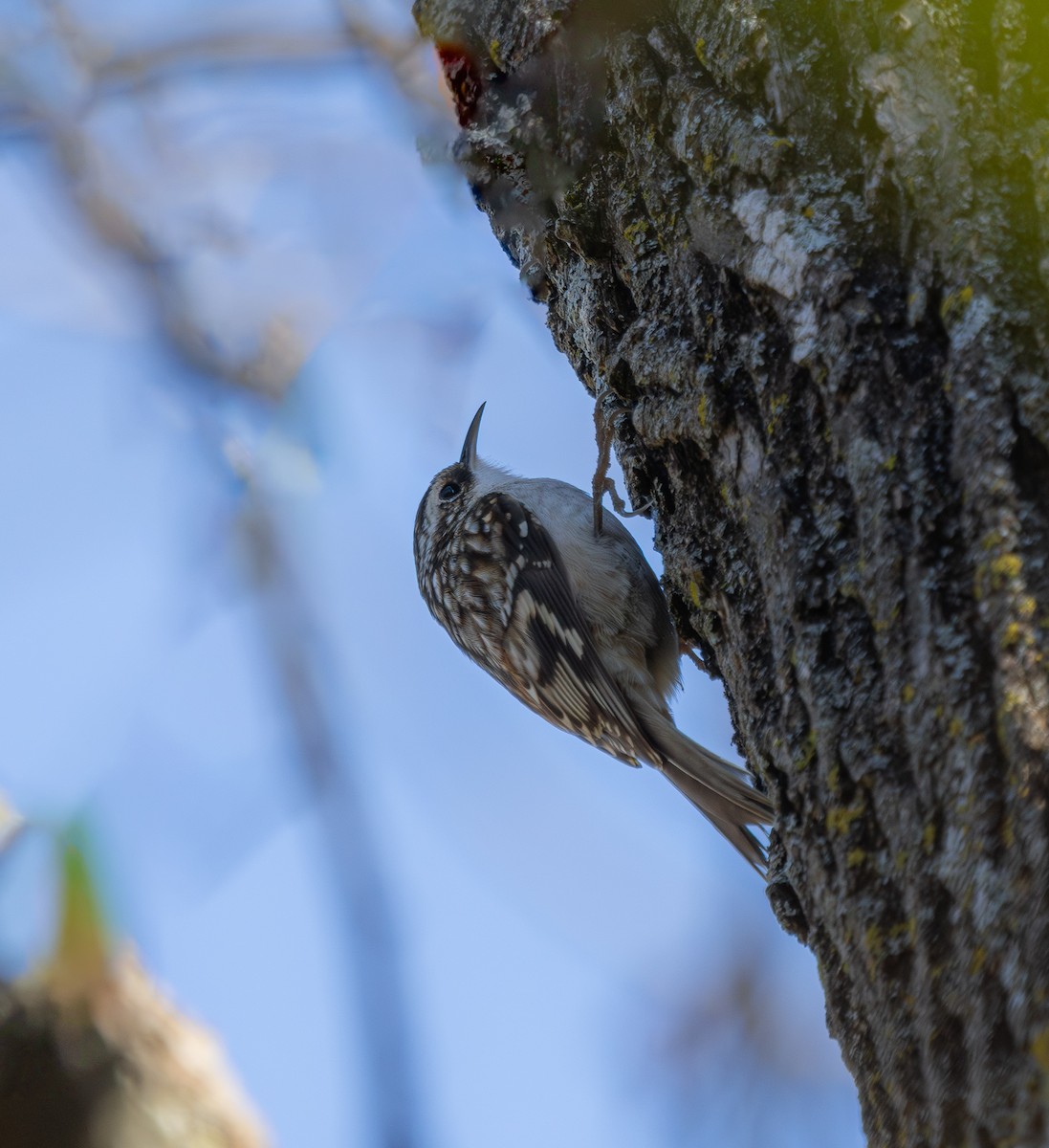 Brown Creeper - ML646325525