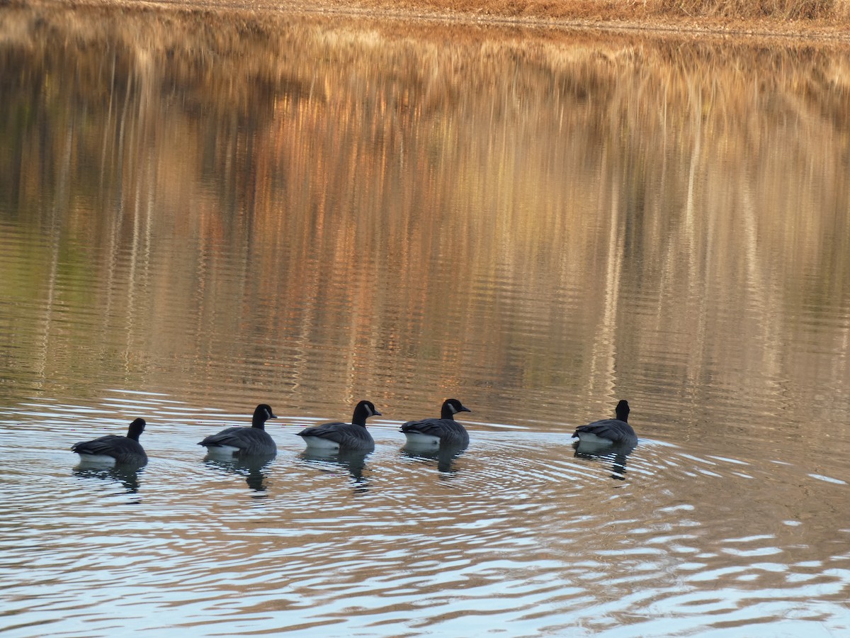 ברנטה קנדית - ML646325526
