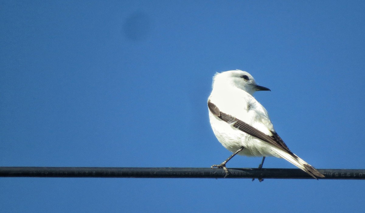 White Monjita - ML646325527