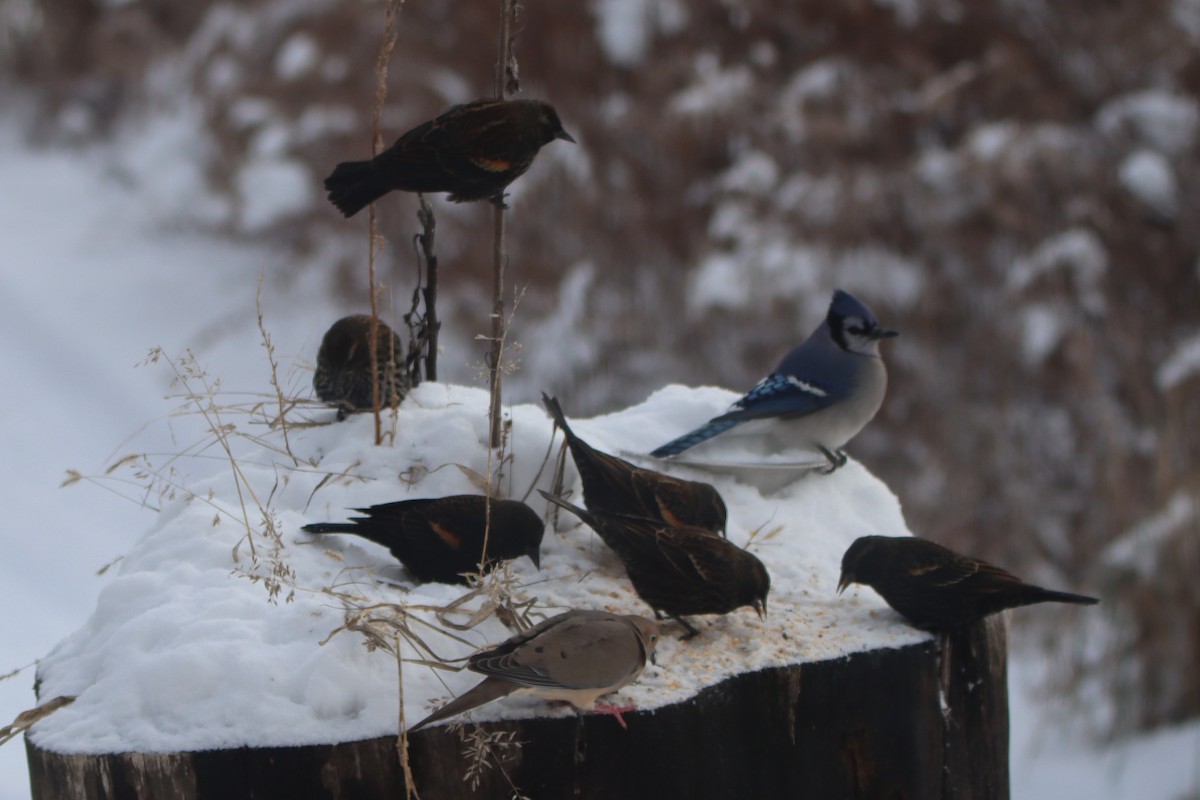 Red-winged Blackbird - ML646325530