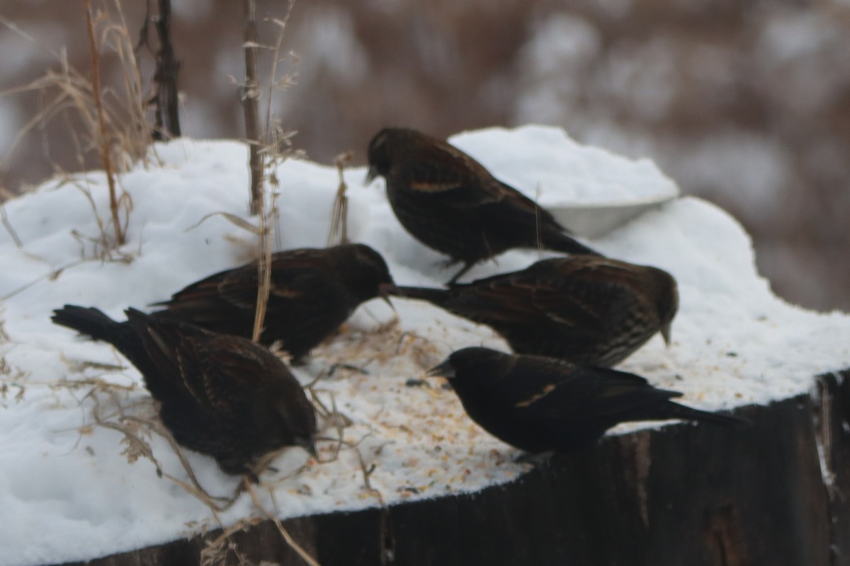 Red-winged Blackbird - ML646325533