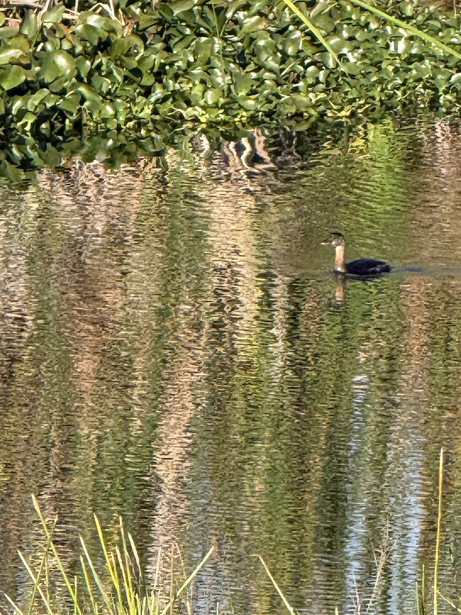 Pied-billed Grebe - ML646325534