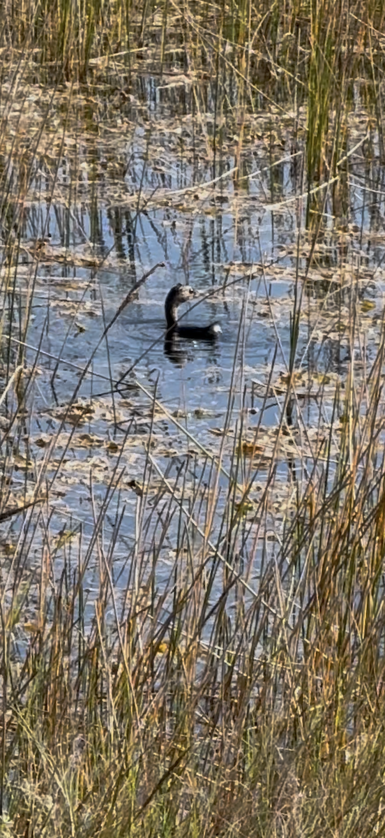 Pied-billed Grebe - ML646325535