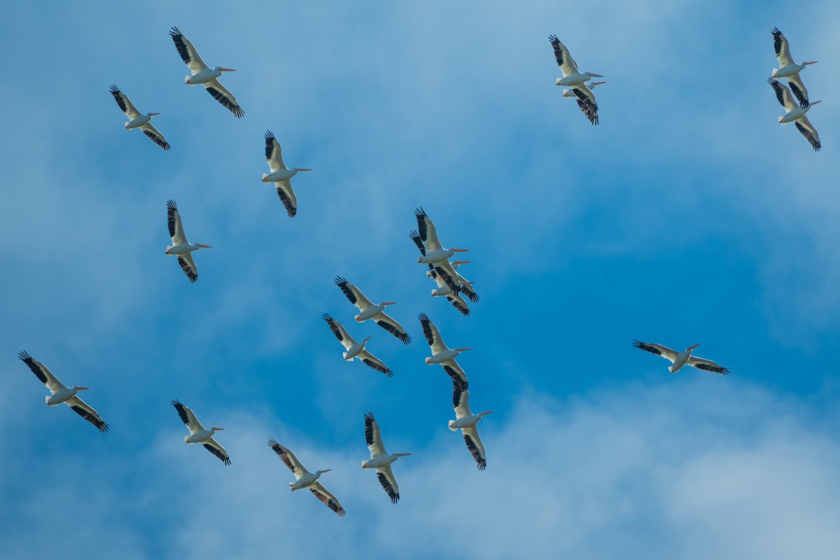 American White Pelican - ML646325536