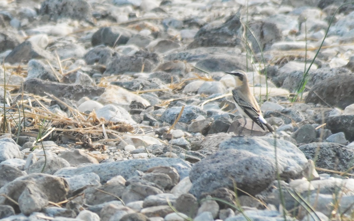 ハシグロヒタキ - ML646325537