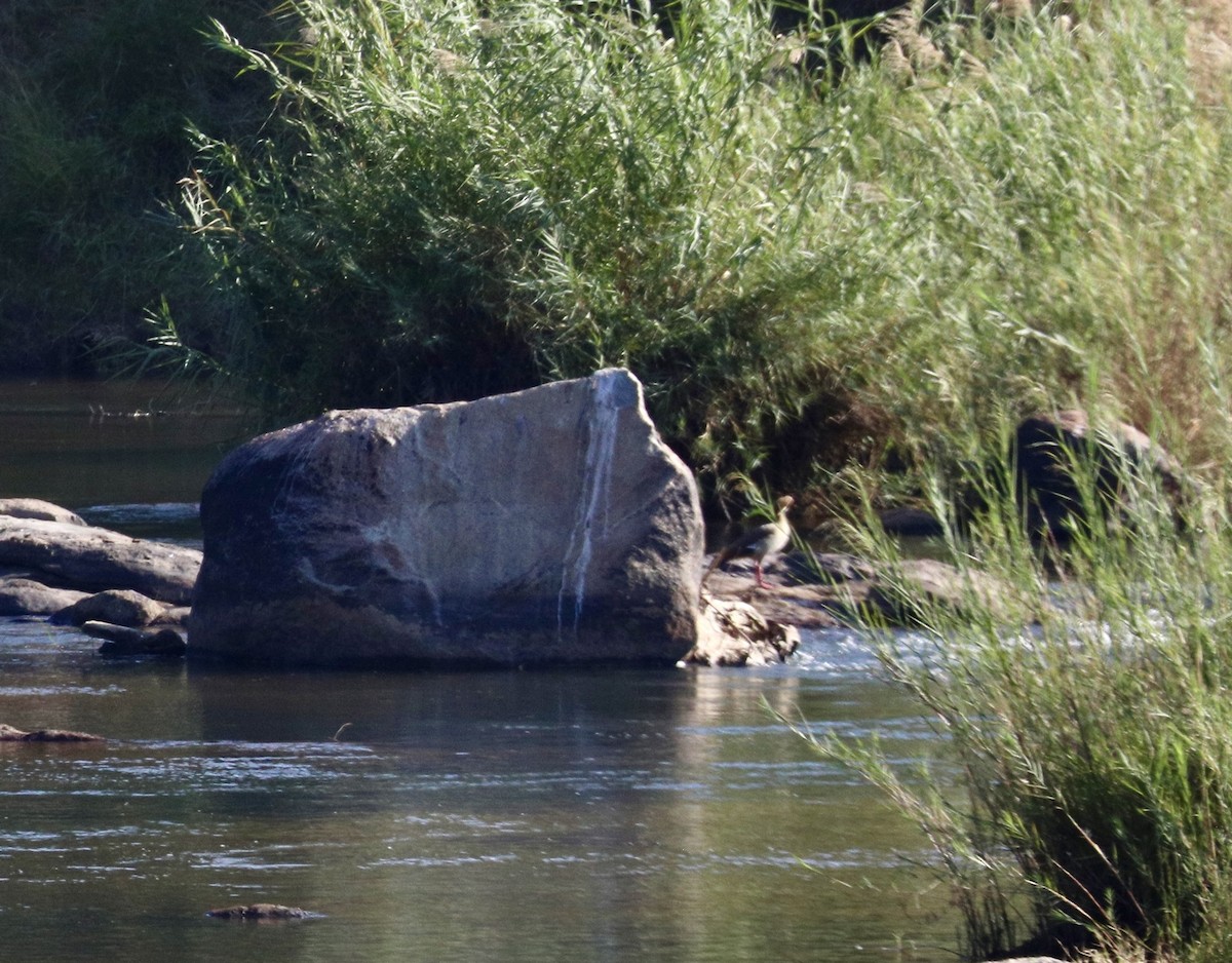 Egyptian Goose - ML646325542