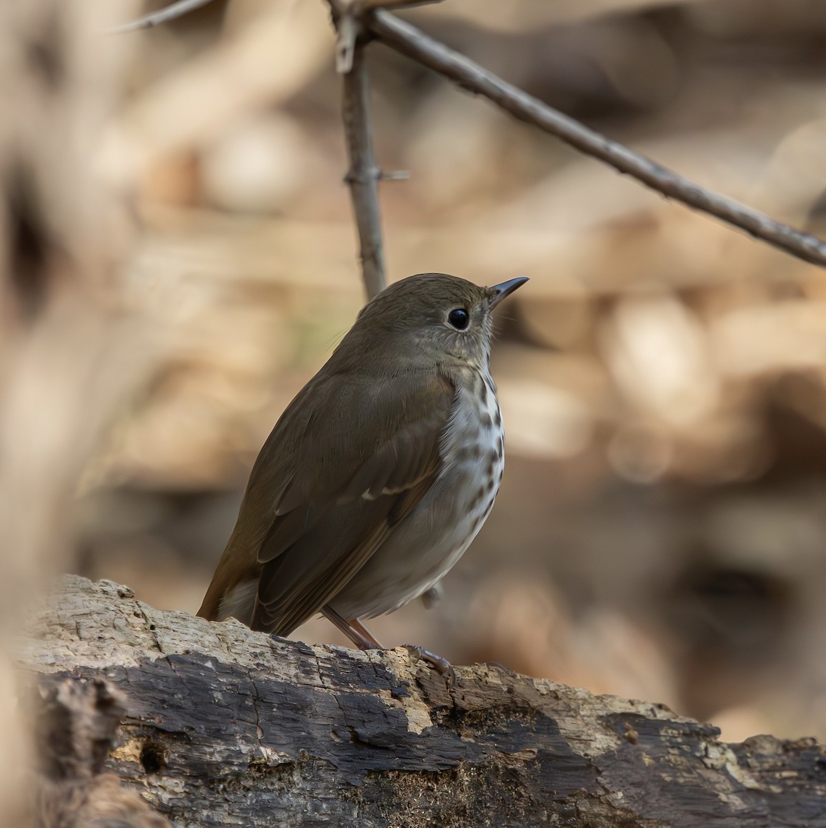 Hermit Thrush - ML646325545