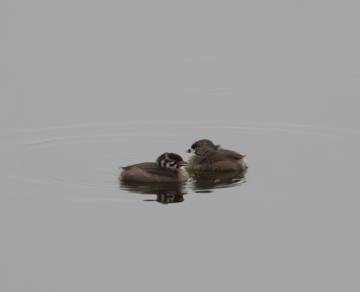 Pied-billed Grebe - ML646325546