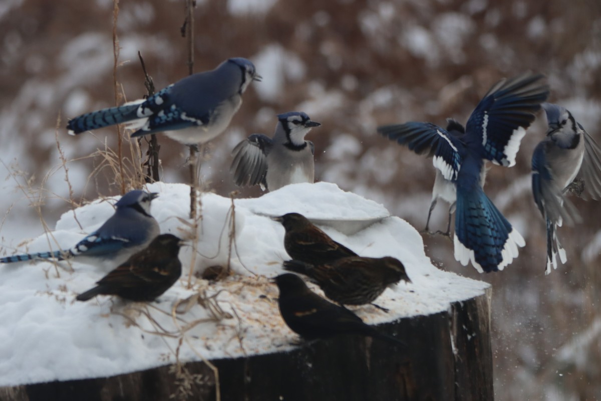 Blue Jay - ML646325549