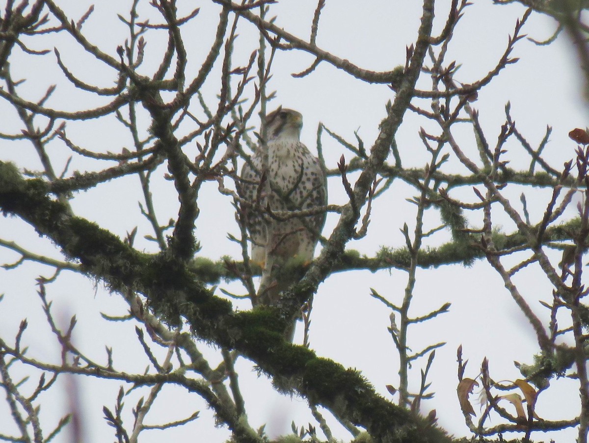 Çayır Doğanı - ML646325553