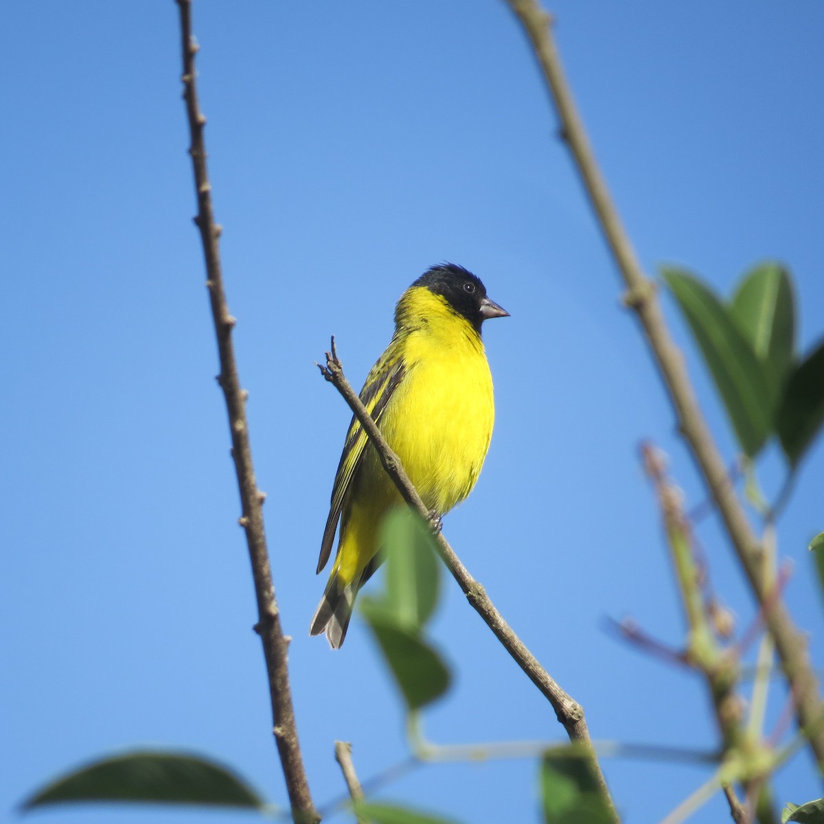 Hooded Siskin - ML646325554