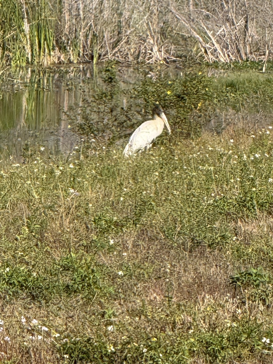Wood Stork - ML646325556