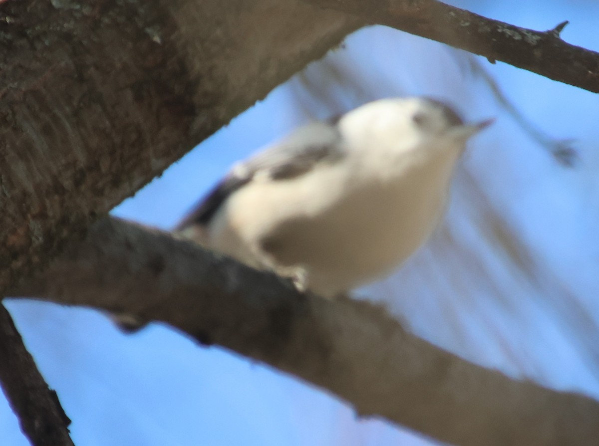 White-breasted Nuthatch - ML646325557