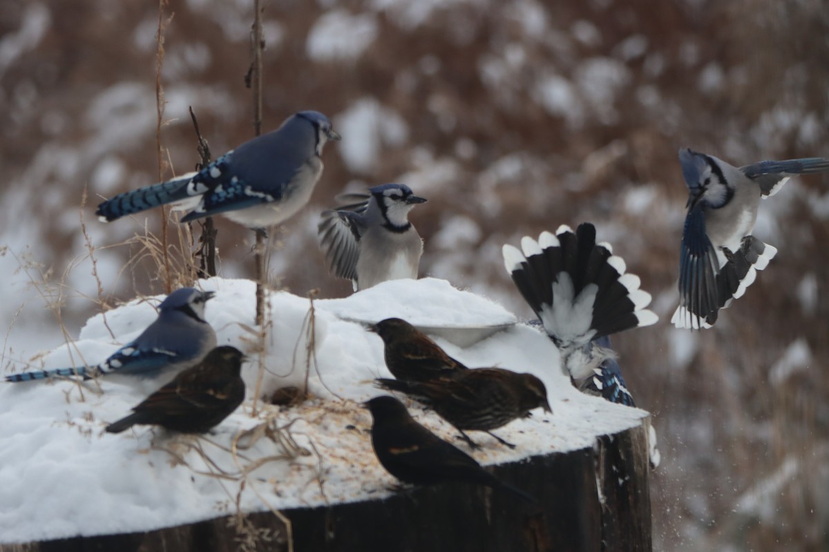 Blue Jay - ML646325558