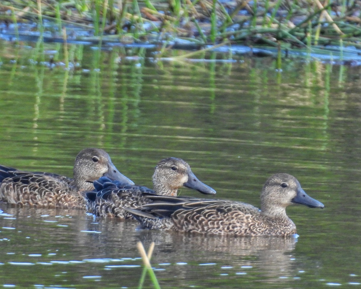 Blauflügelente - ML646325560