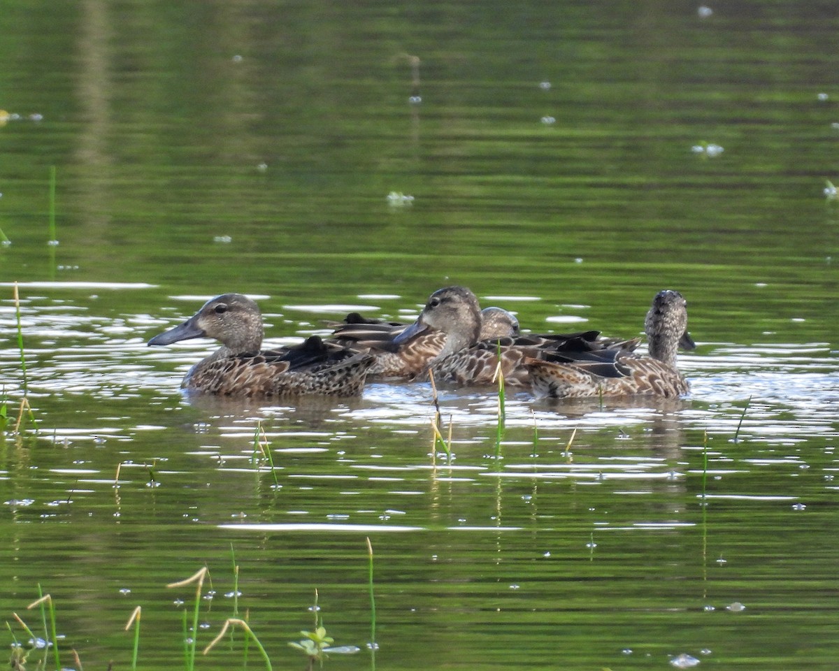 Blauflügelente - ML646325561