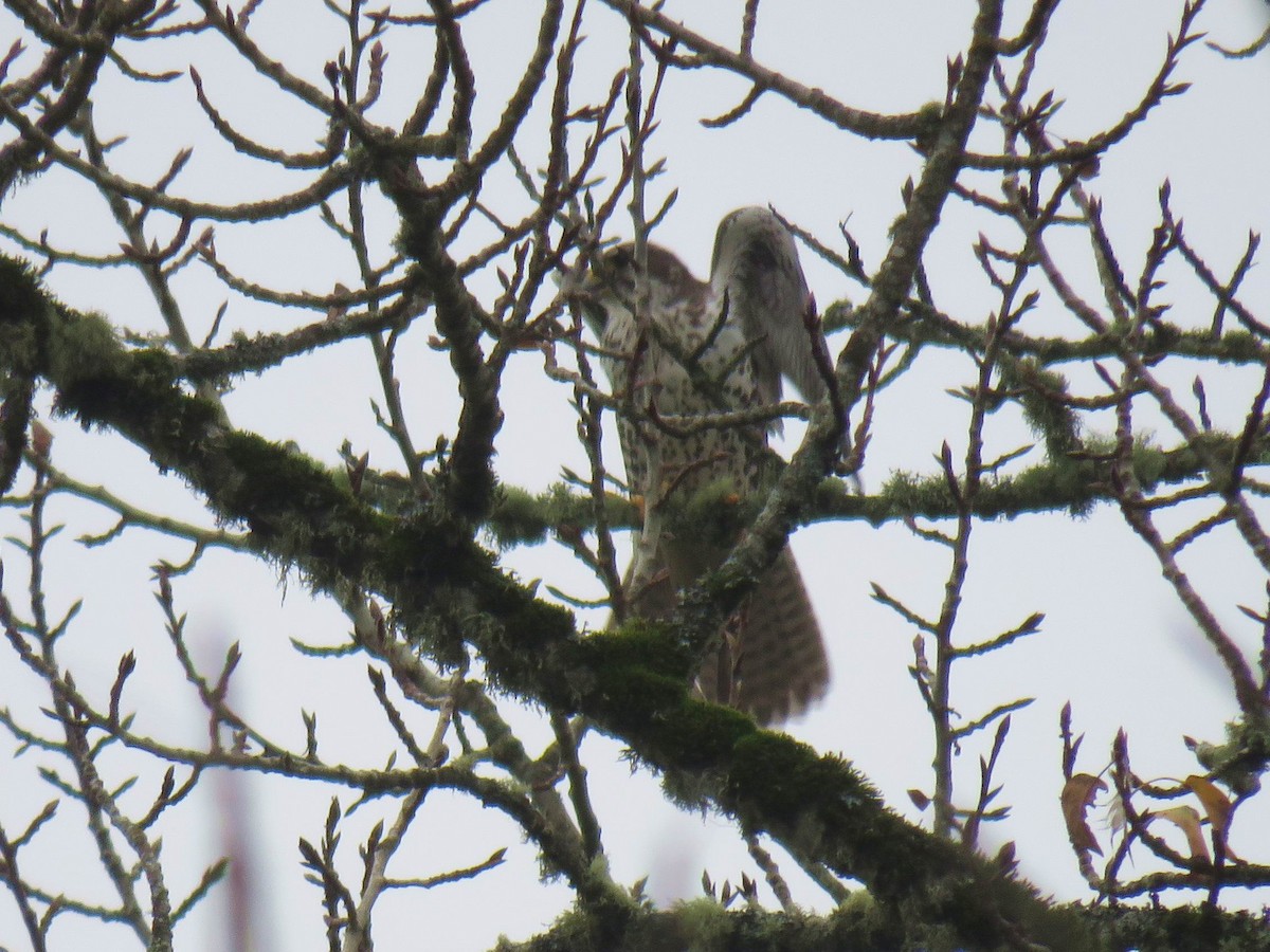 Çayır Doğanı - ML646325562