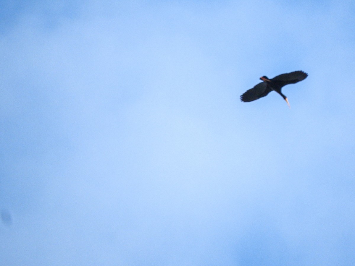 Ibis Afeitado - ML646325563