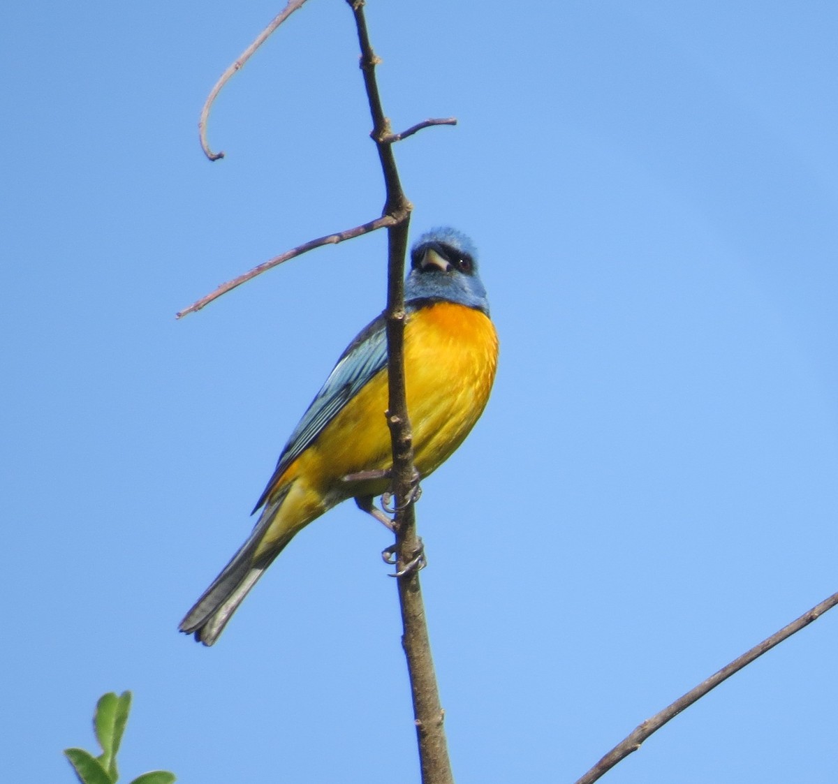 Blue-and-yellow Tanager - ML646325564