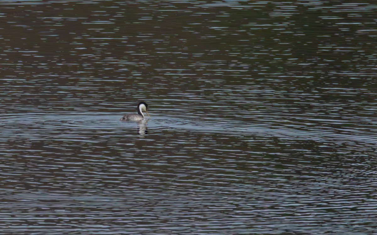 Western Grebe - ML646325565