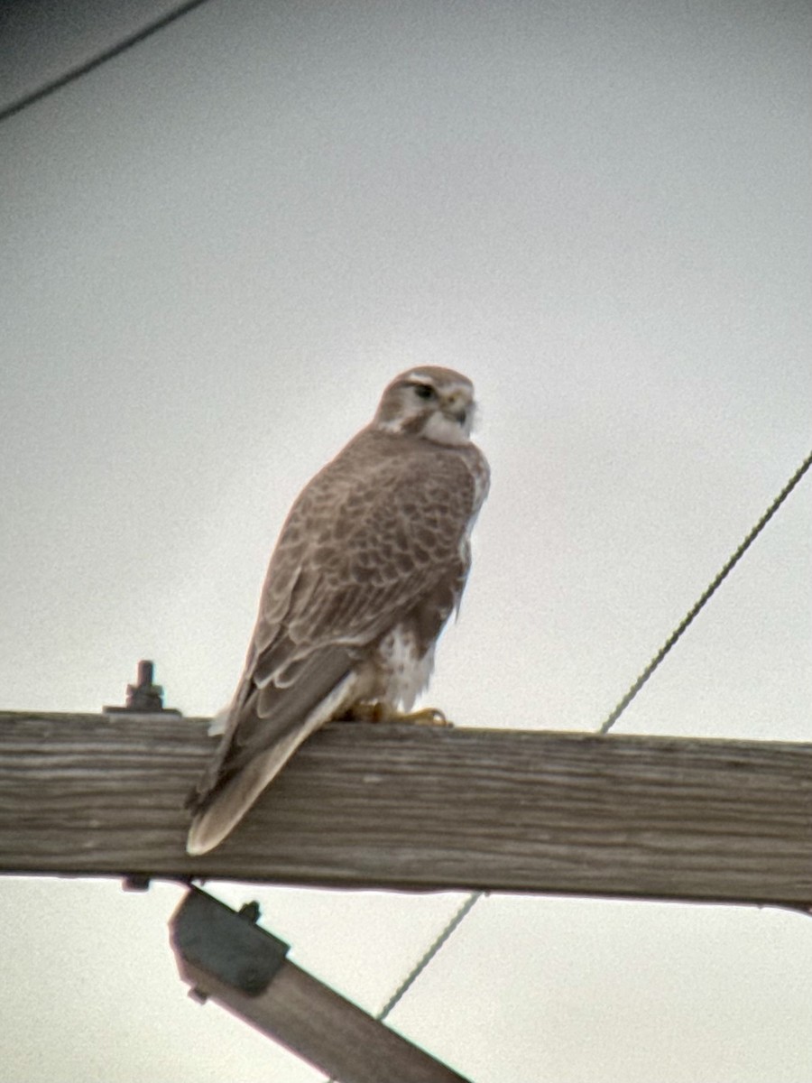 Prairie Falcon - ML646325566