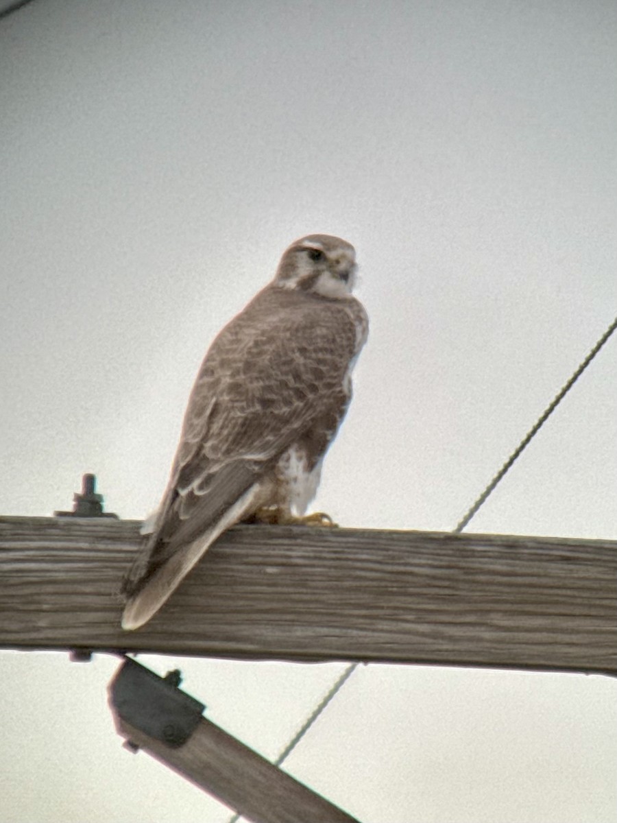 Prairie Falcon - ML646325567