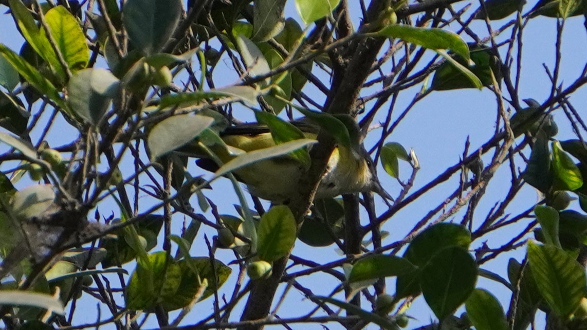Yellow-green Vireo - ML646325568