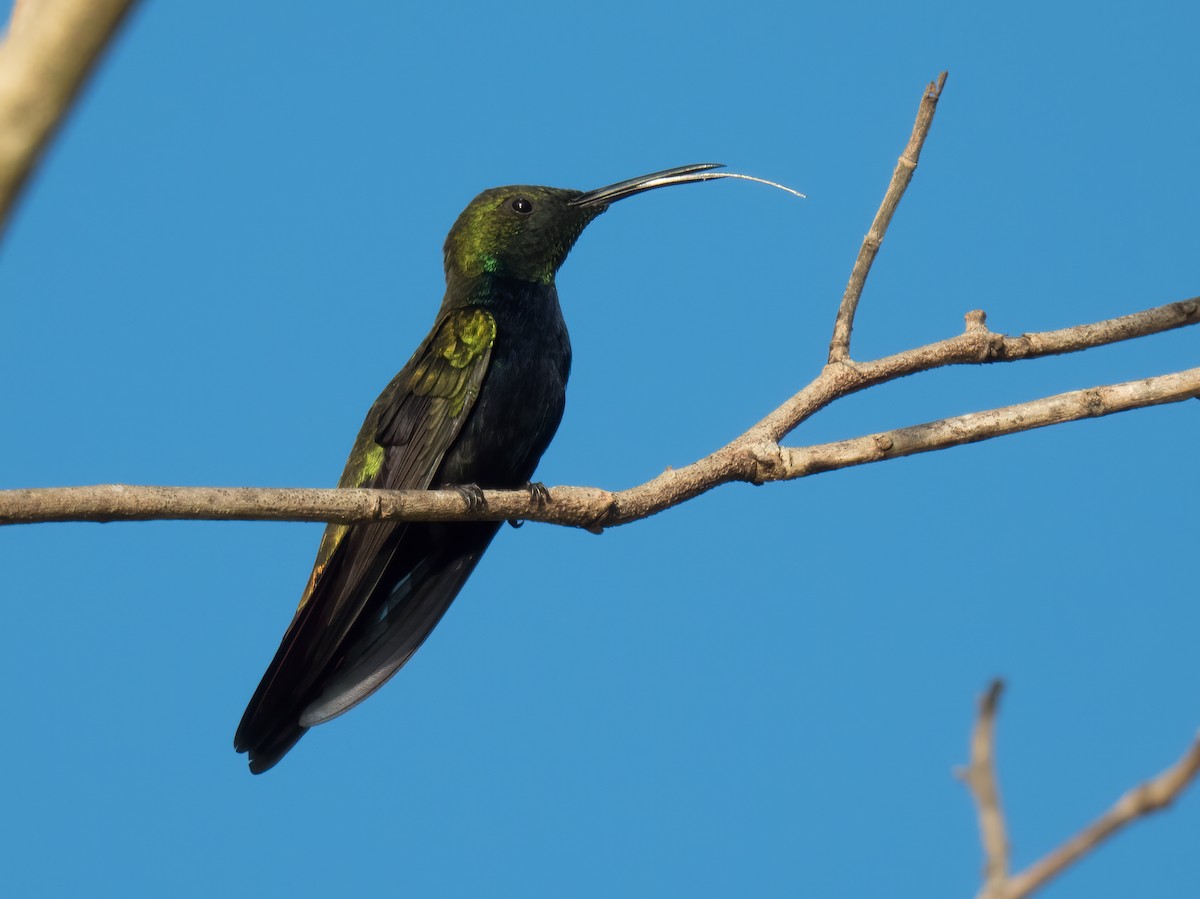 Hispaniolan Mango - ML646325573