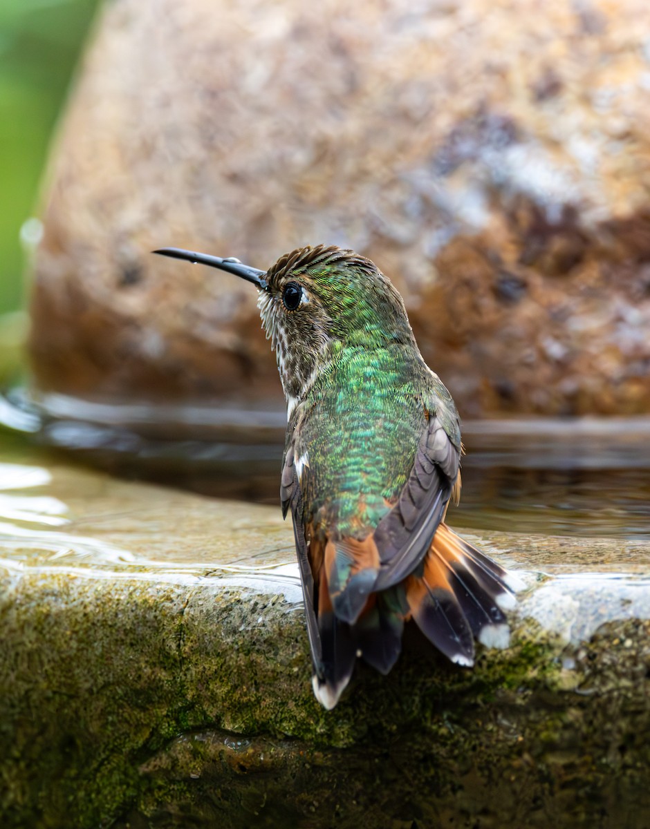 Rufous/Allen's Hummingbird - ML646325580
