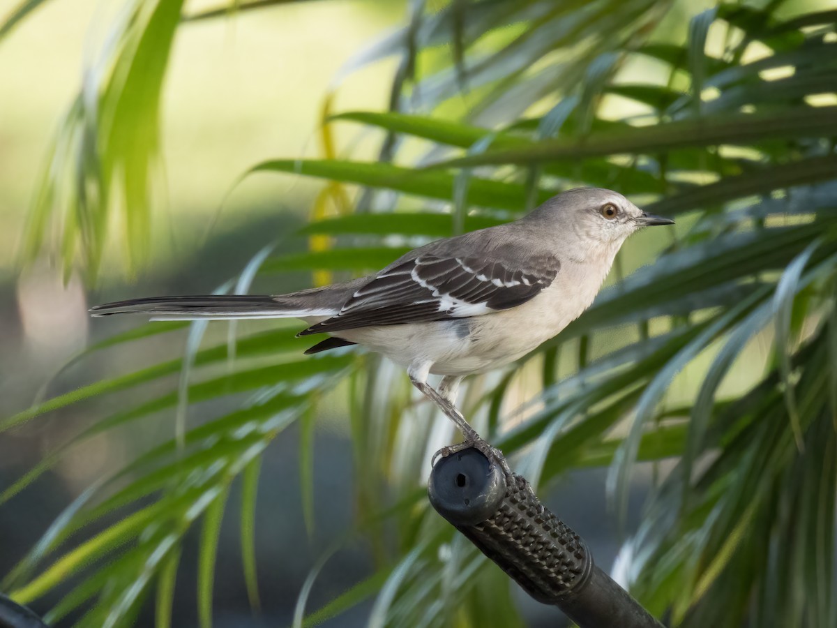 Northern Mockingbird - ML646325584