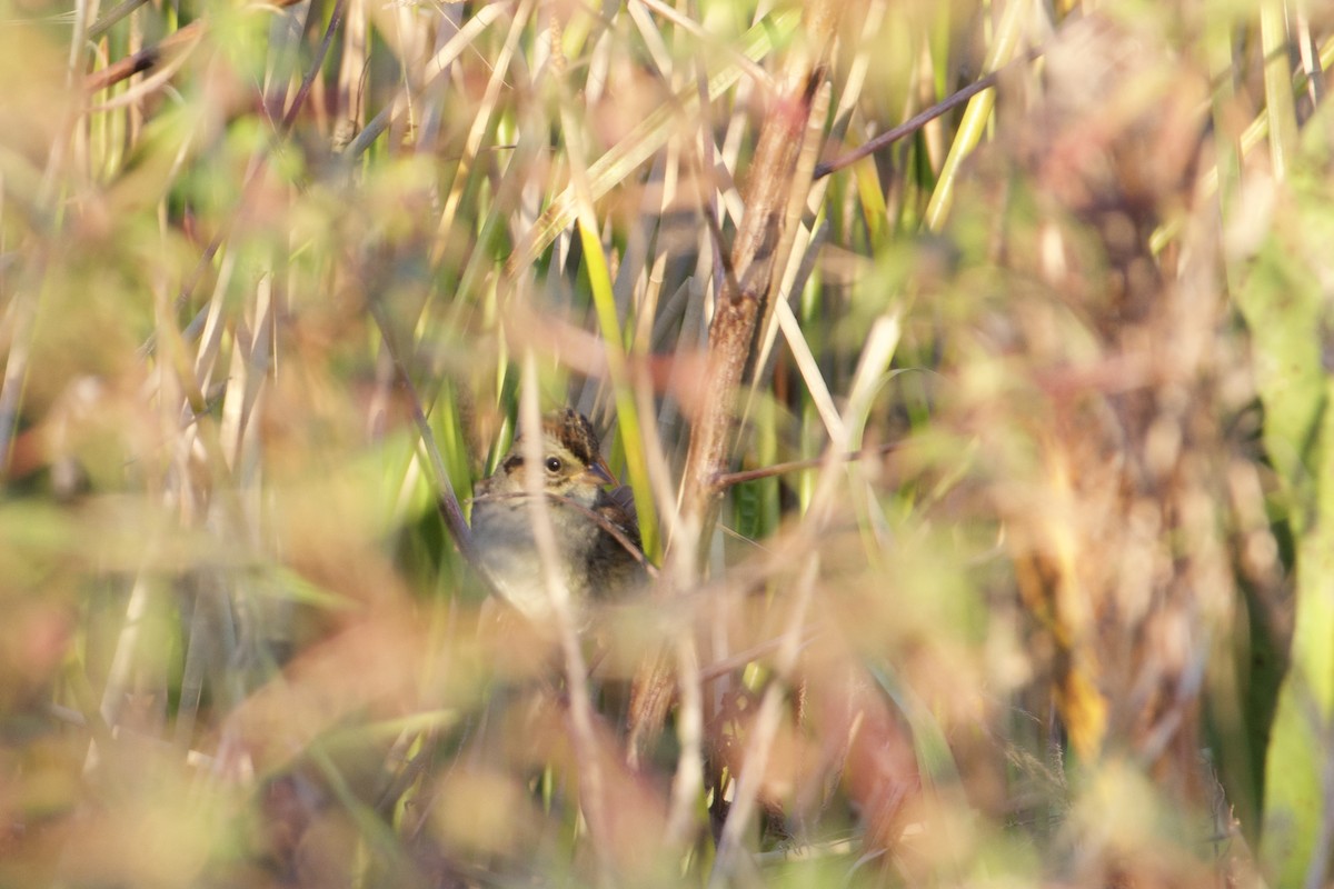 Swamp Sparrow - ML646325585