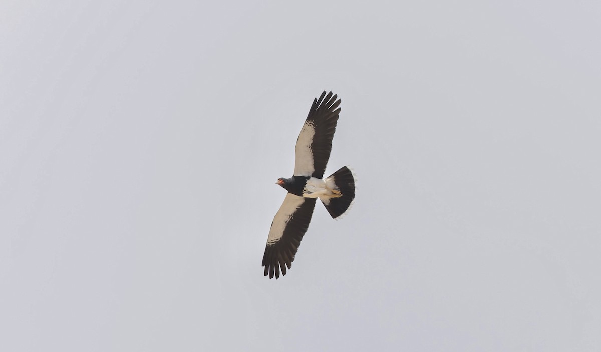 Mountain Caracara - ML646325586