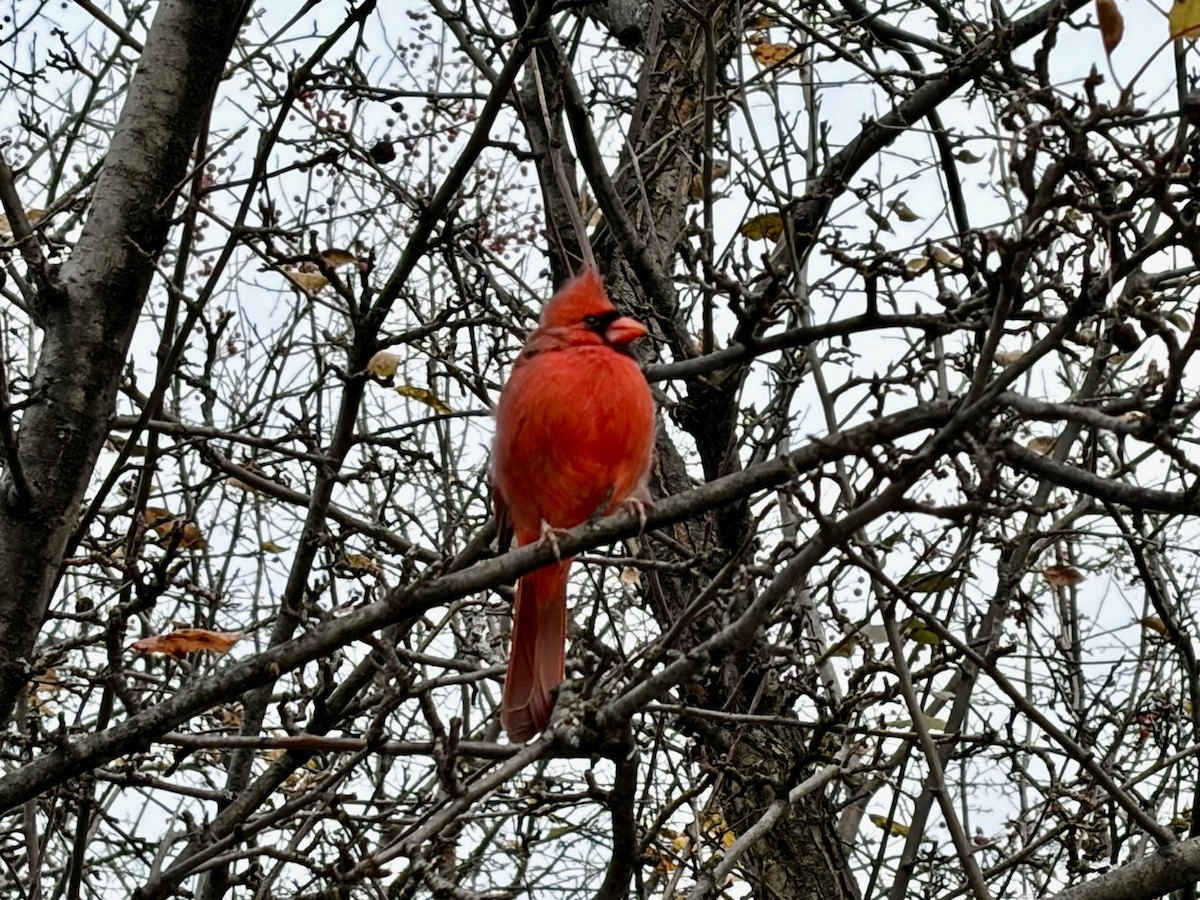 Cardinal rouge - ML646325592