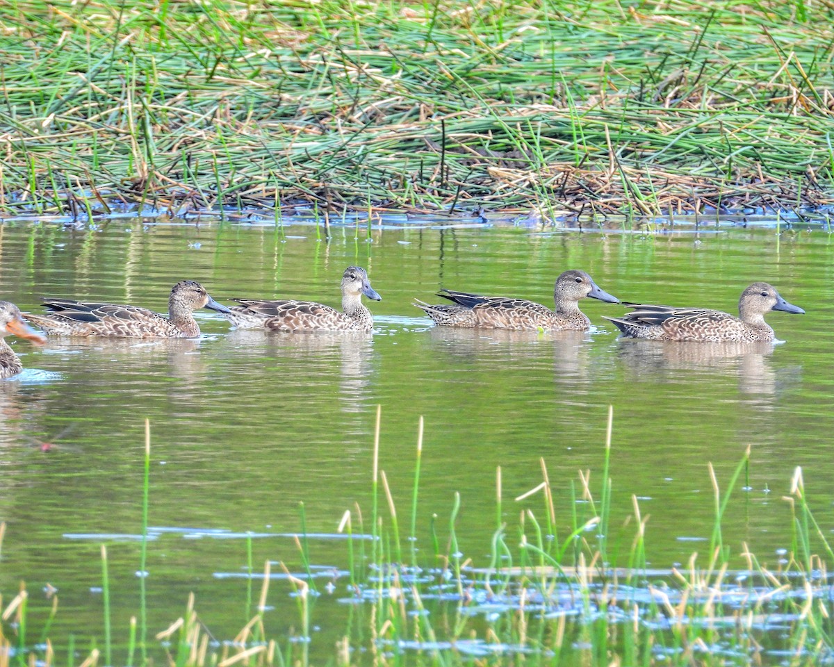 Blauflügelente - ML646325594