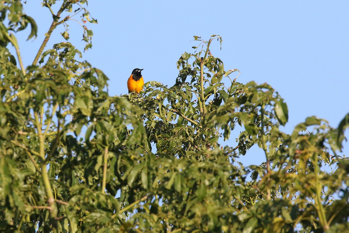 Venezuelan Troupial - ML646325597