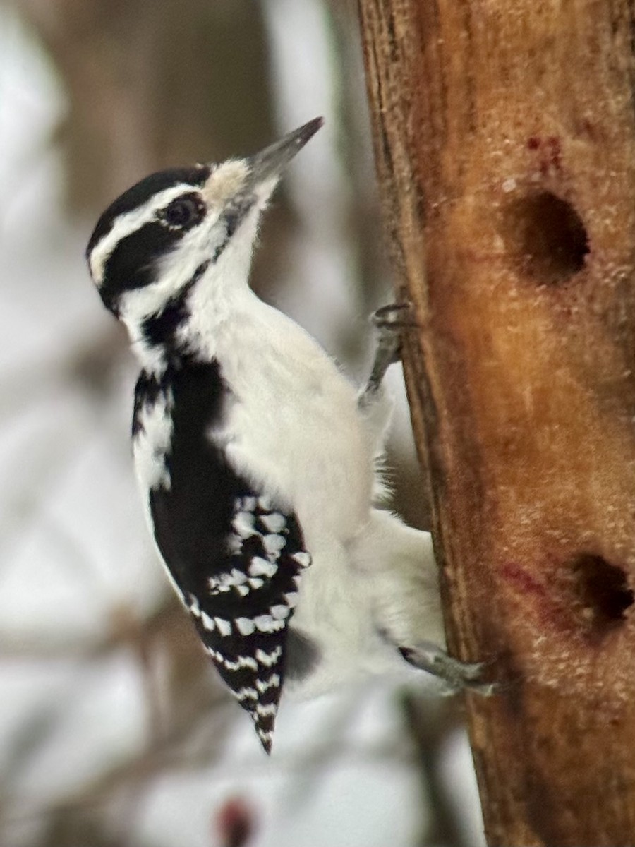 Hairy Woodpecker - ML646325598