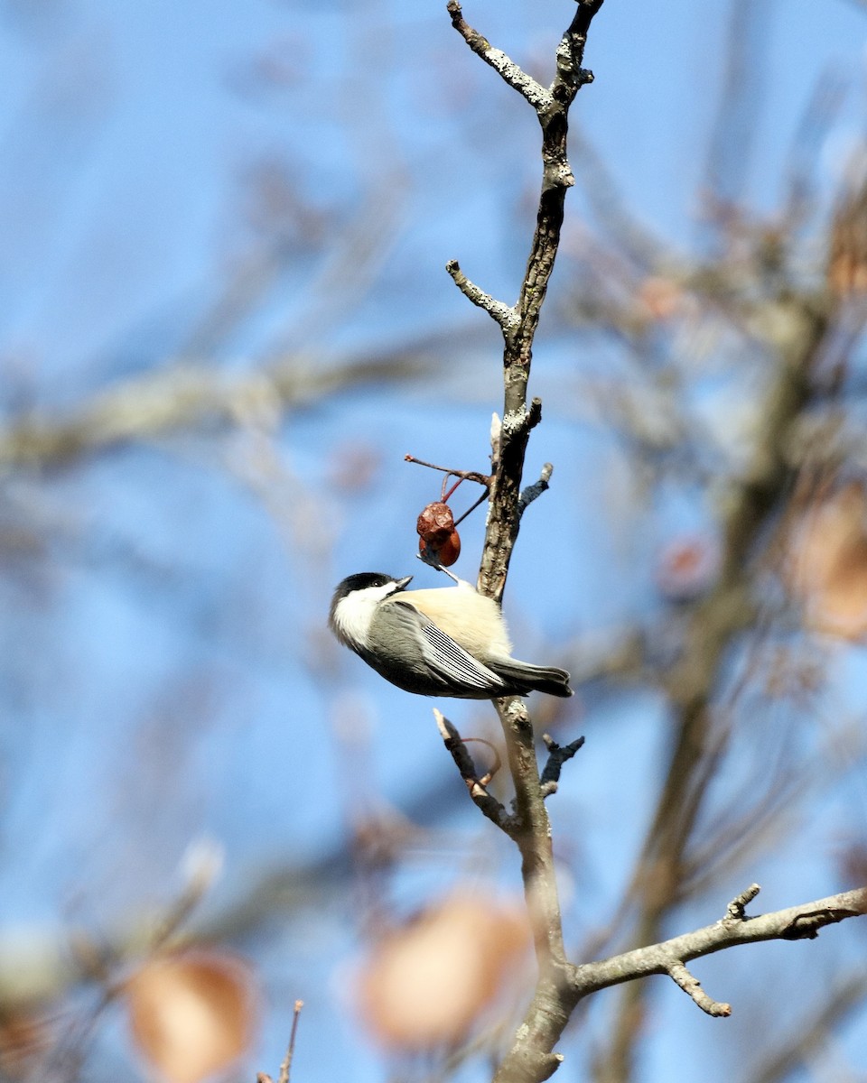 Black-capped Chickadee - ML646325605
