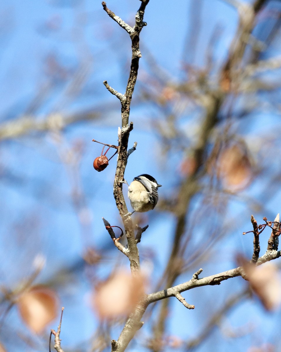Black-capped Chickadee - ML646325606