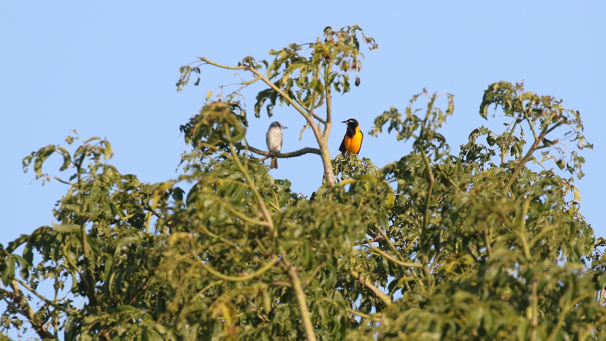 Venezuelan Troupial - ML646325613